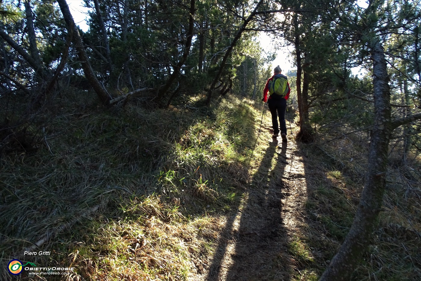 56 In salita al Pizzo Rabbioso tra pini mughi ad alto fusto.JPG